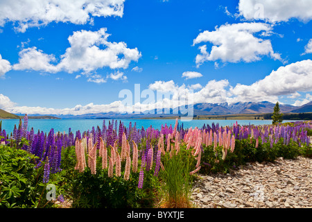 Lupin wildflowers on the shore of lake Tekapo in New Zealand Stock Photo