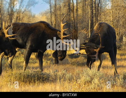 Bull Moose sparring at sunset in Grand Teton National Park. Stock Photo