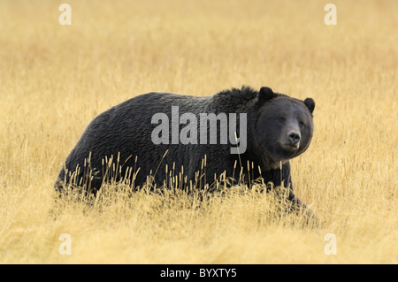 Beautiful black Grizzly Bear in the tall golden grasses of autumn in Yellowstone National Park. Stock Photo