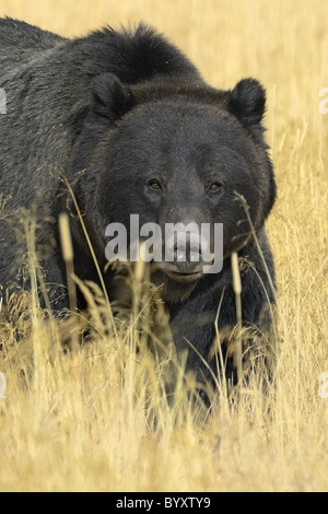 Beautiful black Grizzly Bear in the tall golden grasses of autumn in Yellowstone National Park. Stock Photo