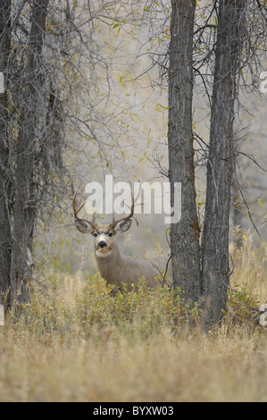 Majestic mule deer buck in magical old-growth forest. Stock Photo