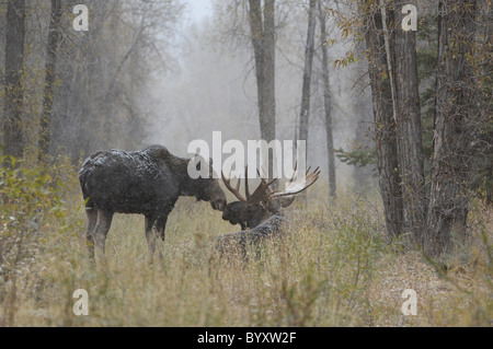 Female Moose kisses a Bull Moose during the mating season in Grand Teton National Park. Stock Photo