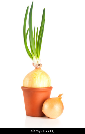 Onion with fresh sprouts growing in terracotta flower pot Stock Photo