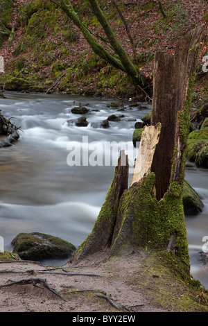 A moss covered tree stump on the banks of Golitha Falls Stock Photo