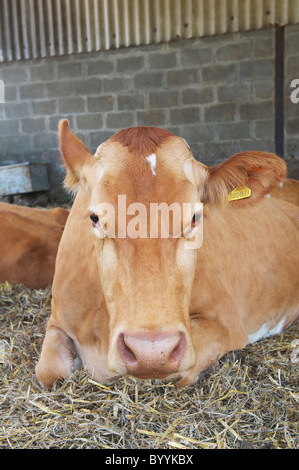 lone cow sits on hay awaiting milking on dairy farm in Suffolk Stock Photo