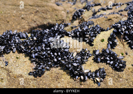 Blue mussel (Mytilus edulis) in rock at low tide on the peninsula of Quiberon in France Stock Photo
