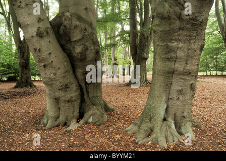 Epping Forest,essex,england,uk Stock Photo