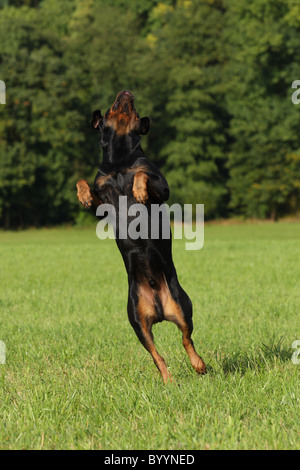 male Rottweiler Stock Photo