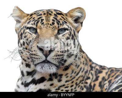 portrait-of-leopard-panthera-