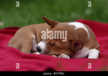 Tired Basenji puppy sweet sleeping on a sofa in favorite pose Stock ...