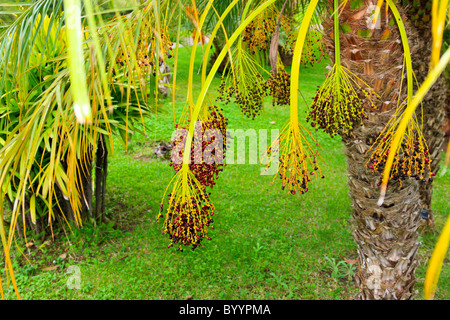 Oil Palm in the Botanical Garden, Madeira Stock Photo