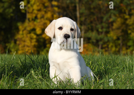 blonde Labrador Retriever Stock Photo