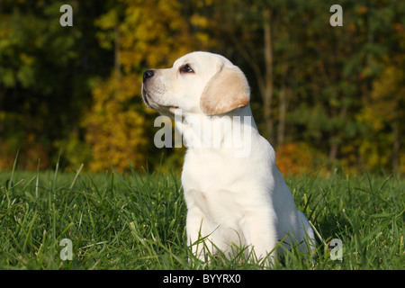 blonde Labrador Retriever Stock Photo