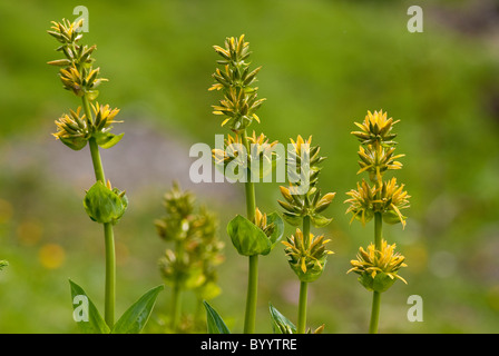 Great Yellow Gentian (Gentiana lutea), flowering plants. Stock Photo