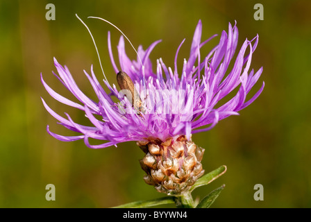 Fairy Longhorn Moth (Nemophora metallica) on Knapweed (Centaurea jacea) flower. Bavaria,Germany Stock Photo