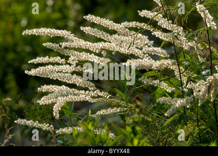 Hairy Melic, Silky Spike Melic (Melica ciliata), flowering. Stock Photo