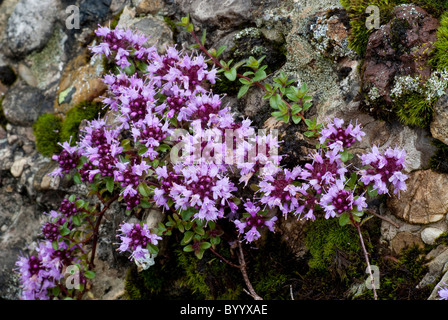 Wild Thyme (Thymus serpyllum), flowering. Stock Photo