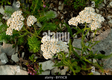 Common Yarrow (Achillea millefolium), flowering plant. Stock Photo