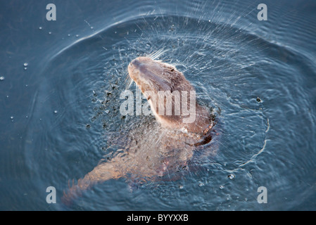 A European Otter (Lutra lutra) shaking water off its head after a dive on Lake Windermere, Lake District, UK . Stock Photo