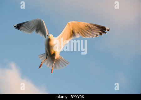 Common European herring gull Silbermoewe Larus argentatus Stock Photo