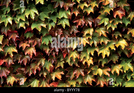 Hojas de otoño, asturias, Spain Stock Photo