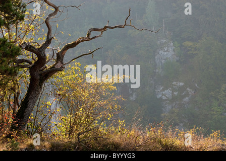 Dead tree on a hill beside the Weltenburg Narrows in autumn, Bavaria, Germany. Stock Photo