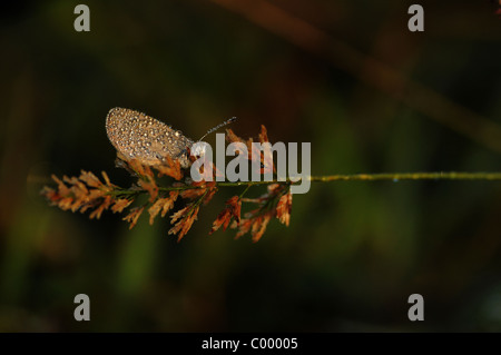 Artistic view of a dew-covered butterfly on a leaf Stock Photo