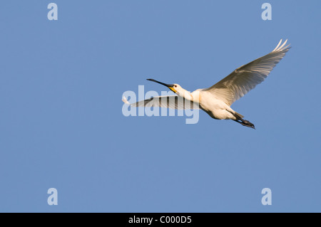 Eurasian white spoonbill Platalea leucorodia Stock Photo