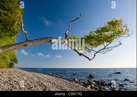 Baltic Sea, East Germany, Island Ruegen, Jasmund Nationalpark, Beach Stock Photo