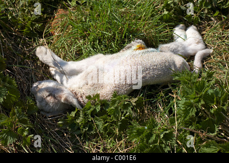 Dead Lamb Stock Photo - Alamy