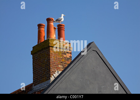 Herring Gull standing on chimney pots at Mudeford Quay in March Stock Photo