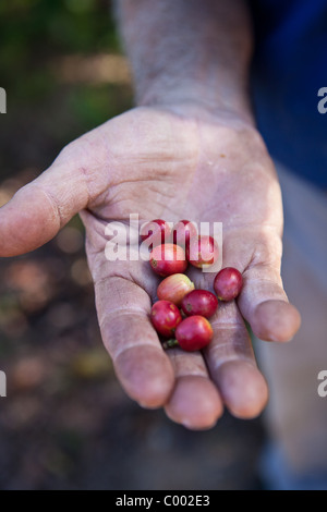 Coffee production at the Sandra Farms plantation in Adjuntas, Puerto Rico. Stock Photo