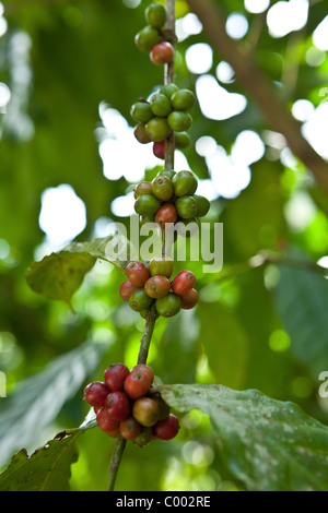 Coffee berries growing at the Sandra Farms plantation in Adjuntas, Puerto Rico. Stock Photo