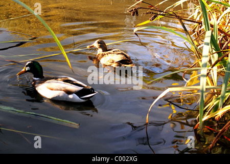 Two Mallard ducks swimming in an English pond Stock Photo