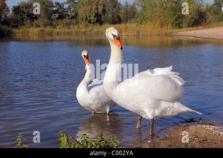 two mute swans in water / Cygnus olor Stock Photo