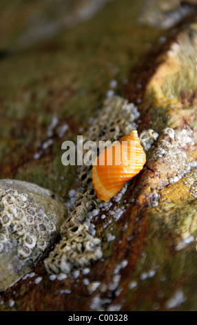 Dog Whelk   Dogwhelk   Atlantic Dogwinkle (nucella Lapillus) Washed On 