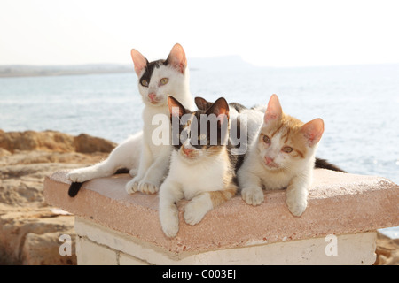 three young domestic cats on wall Stock Photo