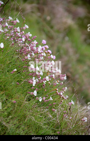 Sea Campion, Silene maritima, Caryophyllaceae. British Wild Flower, Cornwall, Britain, UK. Stock Photo