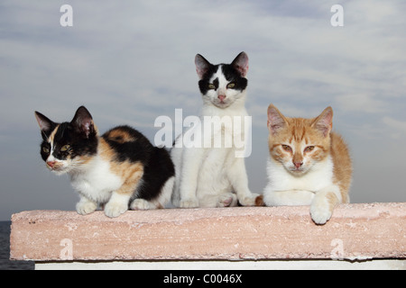 three young domestic cats on wall Stock Photo