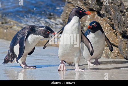 Group of Southern Rockhopper Penguins (eudyptes chrysocome), Saunders Island, Falklands Stock Photo