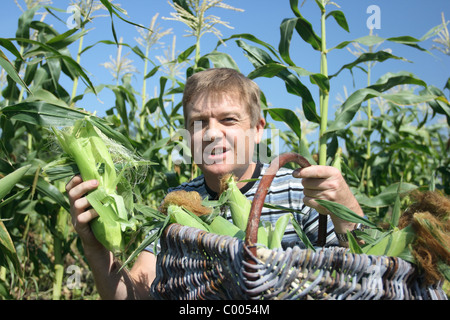 Farmer collects get younger corn in basket. Stock Photo
