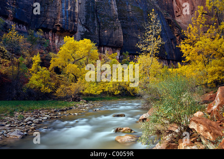 Cottonwood trees in peak fall color line the banks of the Virgin River in Zion Canyon, Zion National Park, Utah, USA. Stock Photo