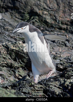 Chinstrap Penguin (pygoscelis antarctica), Cooper Bay, South Georgia Stock Photo