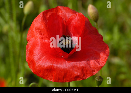Klatschmohn, Bluete, Papaver rhoeas, Common Poppy, Blossom,Texel, Holland, Netherlands Stock Photo