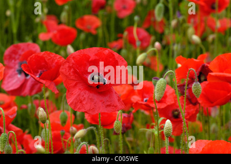 Klatschmohn, Bluete, Papaver rhoeas, Common Poppy, Blossom, Texel, Holland, Netherlands Stock Photo