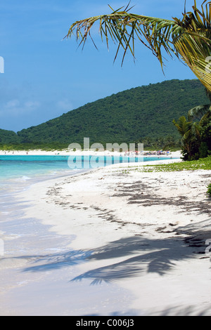 Gorgeous coconut palm trees overlooking Flamenco beach on the Puerto Rican island of Culebra. Stock Photo