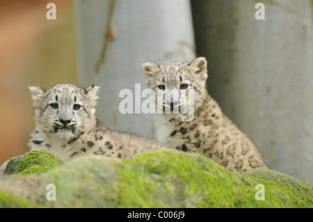 snow leopard - two cubs / Panthera uncia Stock Photo