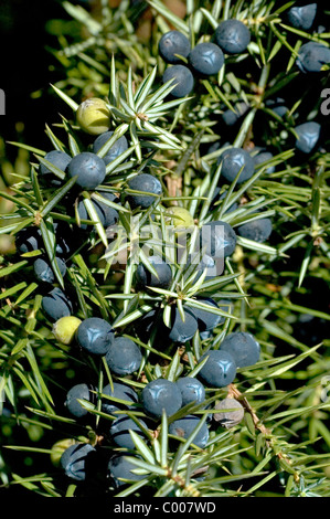 Wacholderbeeren, Juniperus communis, Juniper Berry Ostalbkreis, Baden-Wuerttemberg Deutschland, Germany Stock Photo