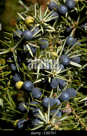 Wacholderbeeren, Juniperus communis, Juniper Berry Ostalbkreis, Baden-Wuerttemberg Deutschland, Germany Stock Photo