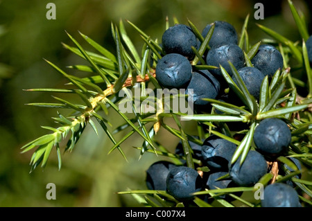 Wacholderbeeren, Juniperus communis, Juniper Berry Ostalbkreis, Baden-Wuerttemberg Deutschland, Germany Stock Photo